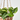 POTHO COLGANTE TARRINA 19CM Tarrina 19cm