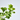 GINKGO BILOBA MARIKEN MINI ARBOLITO MACETA 22CM