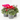 CYCLAMEN MINI VARIEDADES MACETA 11CM