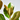 MAGNOLIO