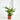 SPATHIPHYLLUM Maceta 7cm