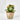 KALANCHOE Maceta 7cm