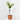 MANDARINO TERRAZA MACETA 20CM
