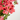 PELARGONIO MACETA 3 LITROS