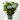HORTENSIA MAGICAL MACETA 5 LITROS