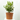 CALAMONDINO Maceta 2.5L