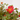 PORTULACA COLGANTE TARRINA 16 CM