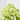 HORTENSIA PANICULATA Diámetro 15cm