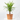 PALMERA YUCCA EXTERIOR Maceta 5 litros