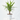 PALMERA YUCCA EXTERIOR Maceta 5 litros
