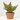 COPROSMA