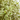 PITTOSPORUM 10L BOLA