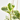 PEPEROMIA COLGANTE MACETA 15CM