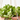 SENECIO COLGANTE MACETA 15CM