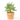CHAMAEROPS HUMILIS VULCANO CLT 7