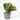 CACTUS DE NAVIDAD Maceta diámetro 16cm