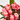 CACTUS EUPHORBIA MILLI MACETA 13CM Diámetro 13 cm