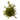 CALLISTEMON Diámetro 29 cm