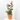 ROSAL MEILLAND MACETA 5L
