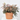 LOROPETALUM Maceta 10 litros