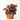 BEGONIA - SURTIDO VARIADO Tarrina 25cm