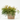 CHAMAECYPARIS SUNGOLD MACETA 15CM