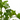 PHILODENDRON MACETA 21CM