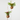 BROMELIA KOKEDAMA M-12