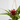 BROMELIA KOKEDAMA M-12