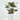 CALATHEA ROSEA PICTA MACETA 19CM