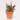 GAURA M-13