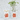 KIT CULTIVO BOLSA TOMATE CHERRY