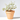 TEUCRIUM