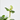 HELLEBORUS MACETA 15CM