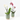 ORQUÍDEA PHALAENOPSIS 2 TALLOS MACETA 6CM