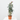 CLAVEL DE FLORISTA MACETA 14CM