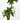 DRACENA DORADO Maceta 4 litros