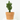EUPHORBIA ABYSSINICA