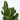 EUPHORBIA ABYSSINICA