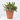 BORONIA MACETA 3L