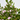 BORONIA MACETA 3L