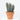 CACTUS MIX C-23