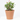 EUPHORBIA MILLI M-17