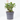 EUPHORBIA MILLI M-17