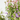 SALVIA VARIEDADES MACETA 15CM M-15