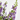 ANGELONIA ANGUSTIFOLIA MACETA 13CM