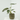 ALOCASIA VARIEDADES