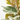 FICUS TINEKE