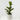 FICUS LYRATA