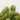 CACTUS MIX MACETA 9CM